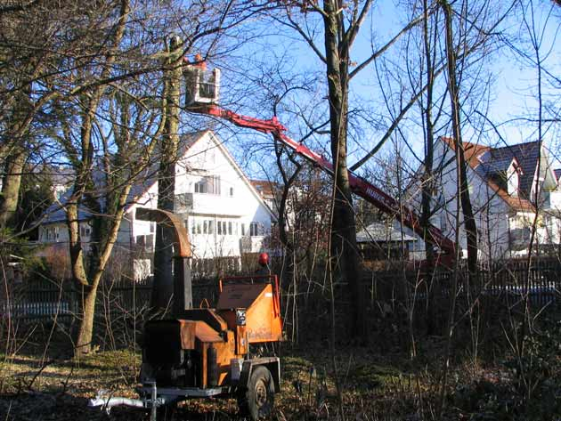 Baum wird entastet - ANDERLIK GmbH München