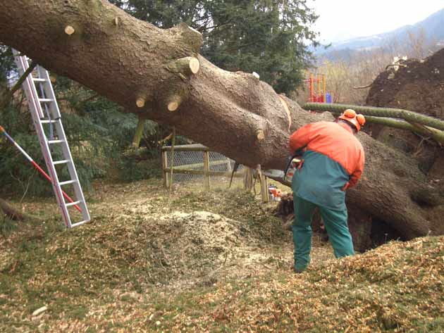 Entasteter Baum wird gefällt - ANDERLIK GmbH München