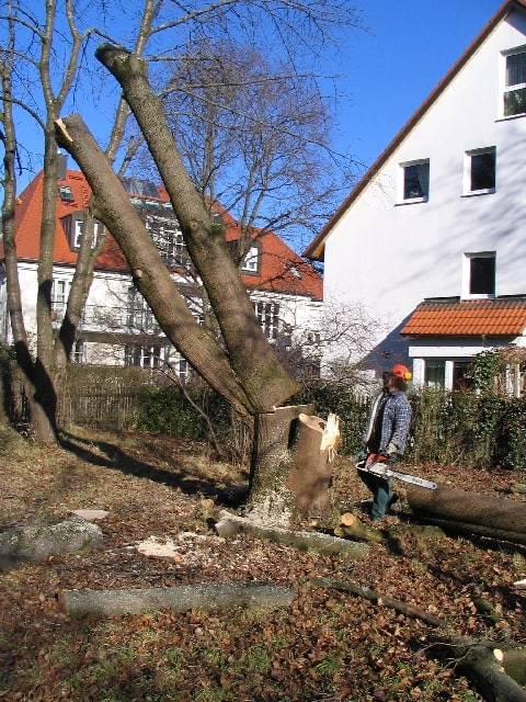 Während einer Baumfällung - ANDERLIK GmbH München